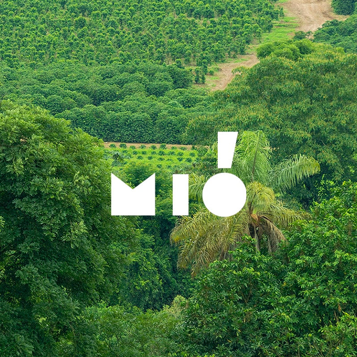 Traceability in Coffee: Interview with Ana Luiza Pellicer from Mió