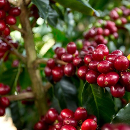 Aquiares Estate - Costa Rica's Carbon Neutral Coffee