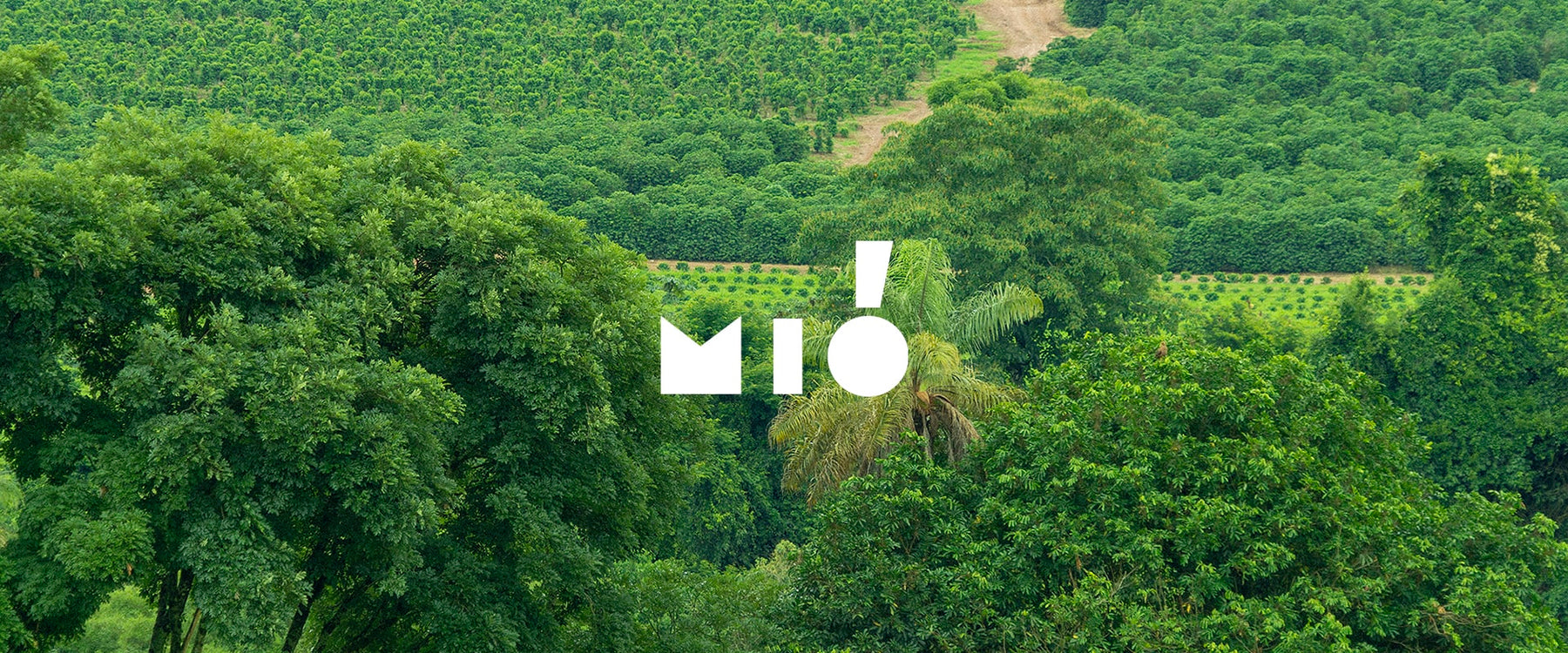 Traceability in Coffee: Interview with Ana Luiza Pellicer from Mió