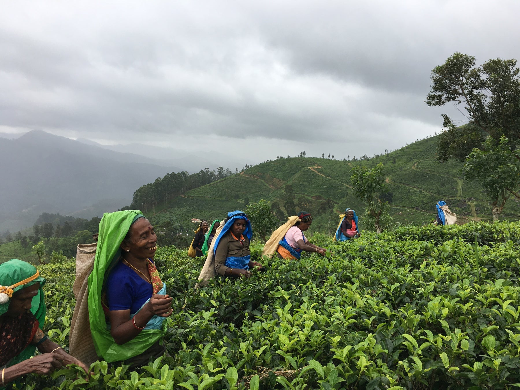 Tea in Sri Lanka