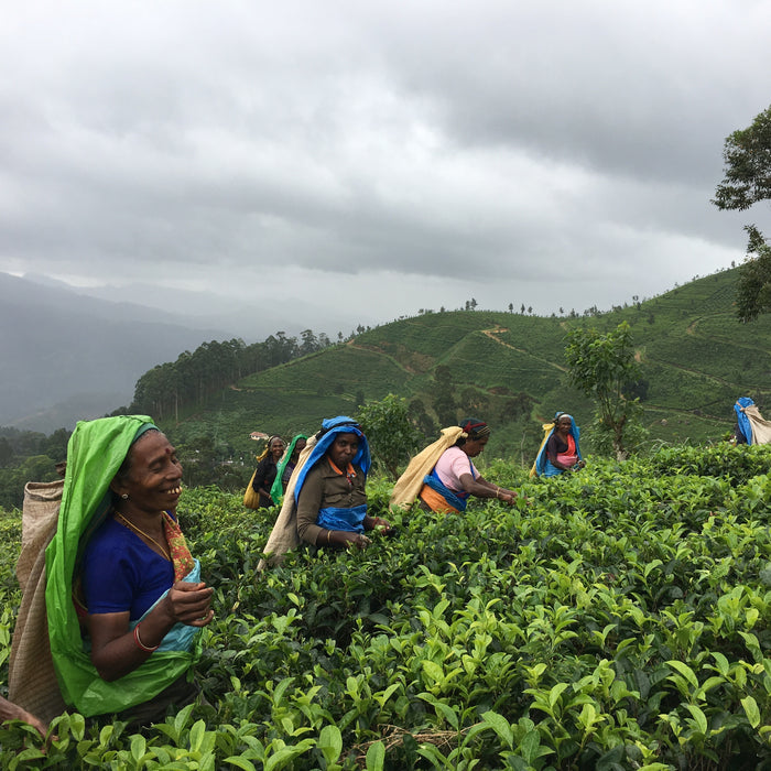 Tea in Sri Lanka