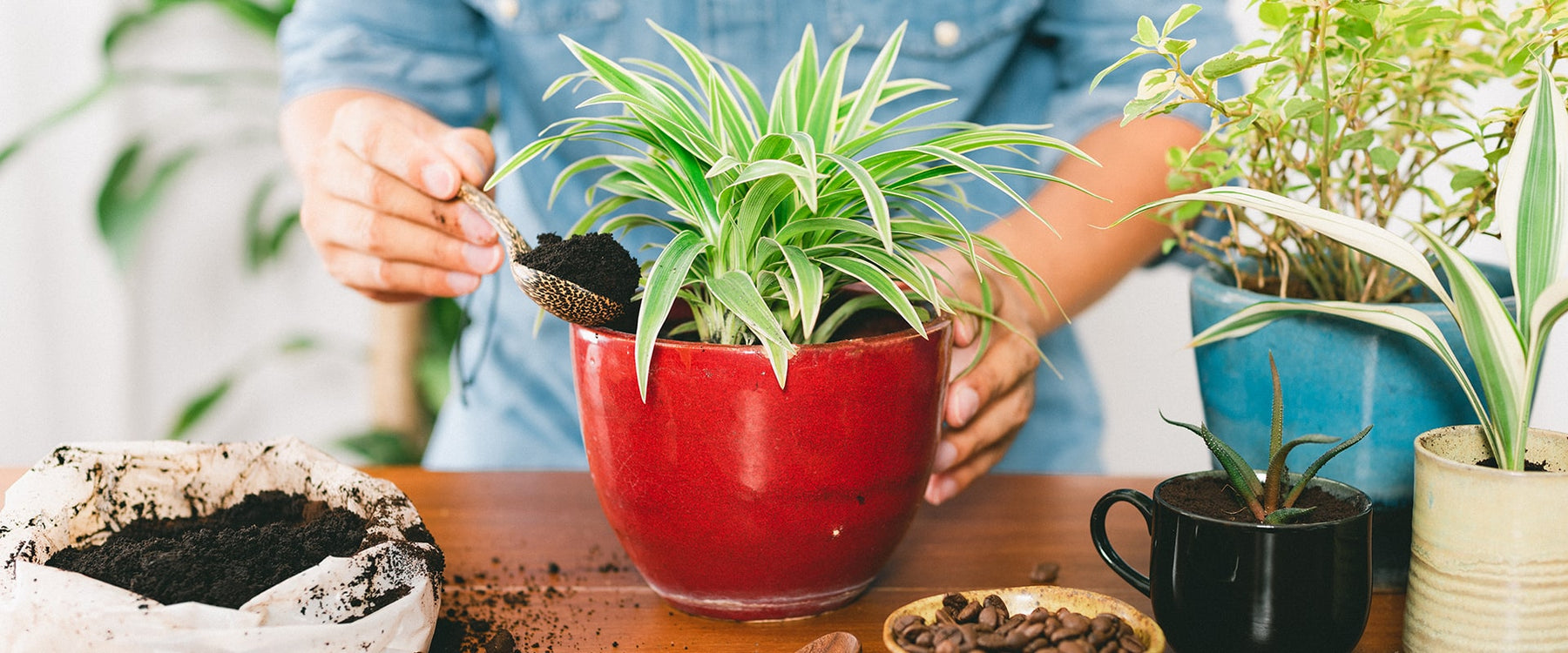 10 Creative and eco-friendly ways to reuse coffee grounds at home